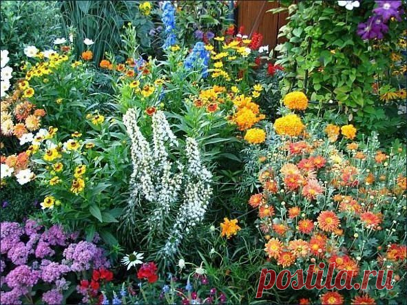 Для цветущей дачи — 6 соток