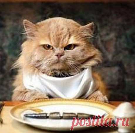 Чем кормить кошку