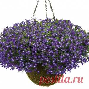 Лобелия
