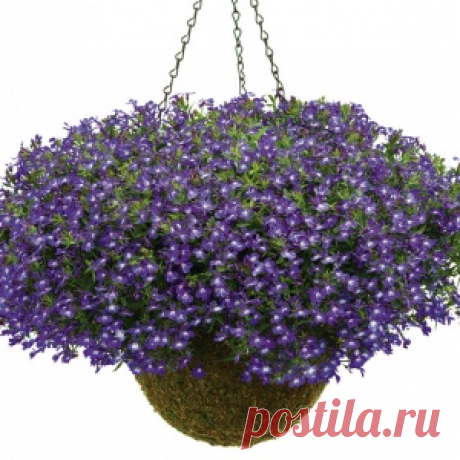 Лобелия