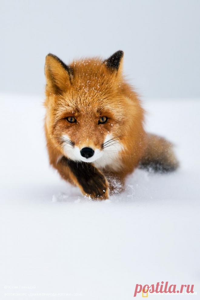 Лучшие фотографии первозданной природы с фотоконкурса «Дикая природа России-2014» | Современное искусство