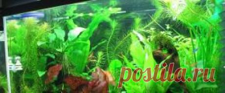 Растения аквариумные - Part 2