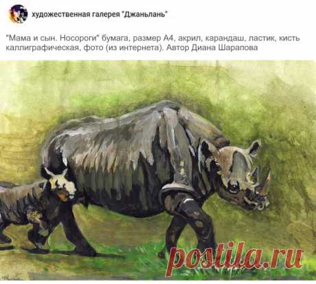 носороги