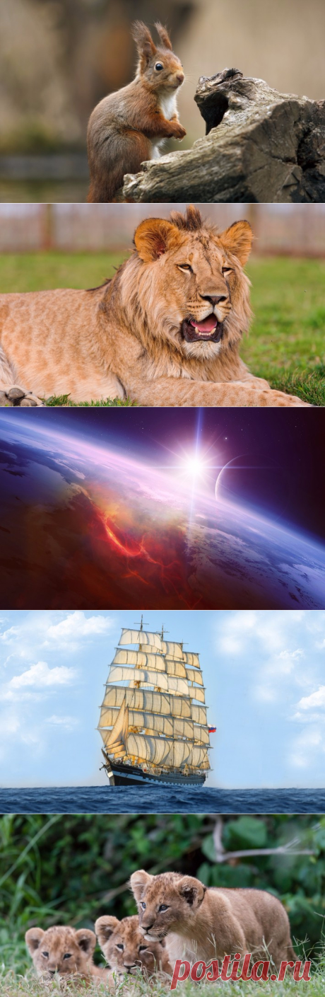 Обои