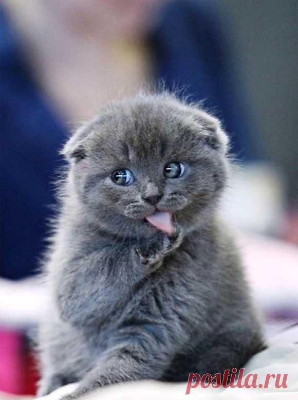 Must Be Clean | Cutest Paw