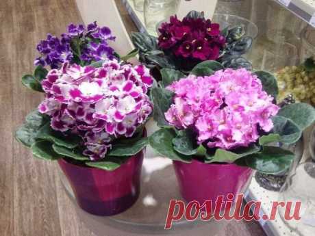 Посмотрите на эти чудные фиалки! Хотите узнать главный секрет такого обильного цветения? Хочу поделиться своим опытом по уходу за такими замечательными цветами, как фиалки, а также что нужно делать для того, чтобы они были красивыми и радовали глаз. Много лет назад, когда я только-только заболела любовью к этим трогательным цветам, я даже не знала как к ним подступиться. Продавцы, у которых я покупала молоденькие растения, не могли сказать ничего внятного. И зачастую