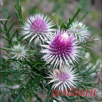 Магия растений: чертополох Летом в деревне можно увидеть много очень красивых растений. Многие дикие цветы настолько прекрасны, что ими можно любоваться долго. Казалось бы, их никто не сеет и не поливает, о них никто не заботится, но красотой они могут соперничать со многими цветами, растущими исключительно в неволе...