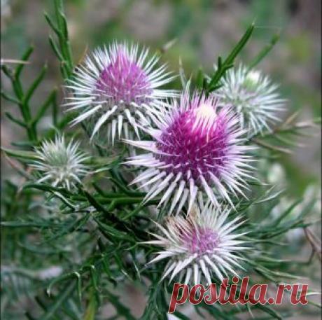 Магия растений: чертополох Летом в деревне можно увидеть много очень красивых растений. Многие дикие цветы настолько прекрасны, что ими можно любоваться долго. Казалось бы, их никто не сеет и не поливает, о них никто не заботится, но красотой они могут соперничать со многими цветами, растущими исключительно в неволе...