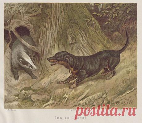 Найдено на сайте en.wikipedia.org.