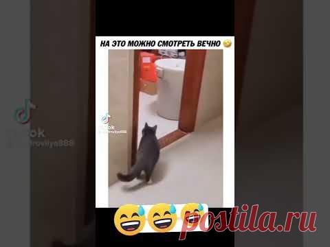 #Приколы животные#😁😁😁приколысмешное видеоживотные приколысмешные приколышортс