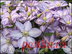Выращивание клематисов: мифы и реальность