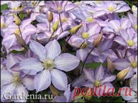 Выращивание клематисов: мифы и реальность