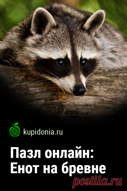 Пазл онлайн: Енот на бревне. Красивый пазл онлайн с симпатичным енотом из серий «В мире животных» и «Дикие животные». Собери пазл на сайте!