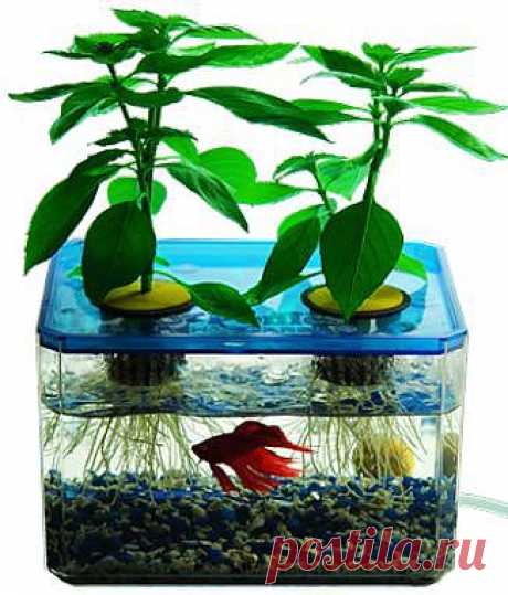 Органические овощи с Aquaponics

Садоводство наряду с выращиванием зелени, как правило, многие разделяют страсть людей. Они любят наблюдать, как простой семян развивается и движется через различные этапы, пока не достигнет зрелости и делает F ...