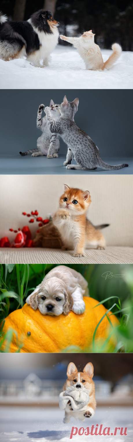 Животные в фотографиях Светланы Писаревой