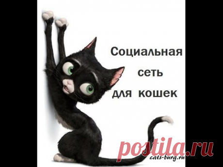 Если бы кошки общались в сети - читайте