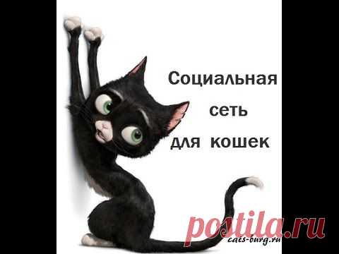 Если бы кошки общались в сети - читайте
