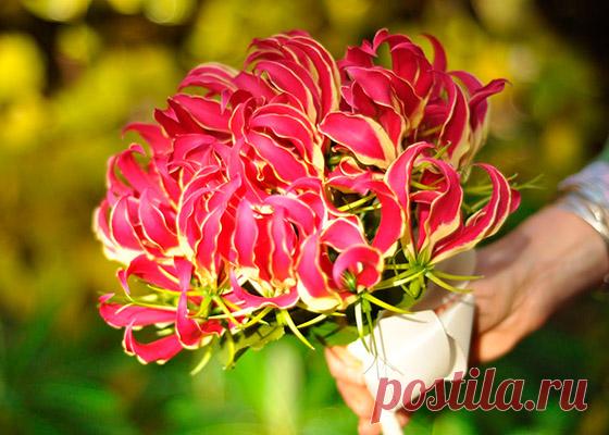 Глориоза Ротшильда: посадка растения и уход за ним