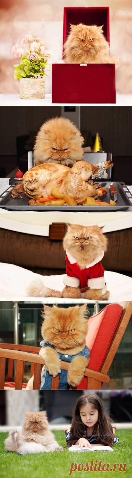 Гарфи, самый сердитый кот в мире / Питомцы