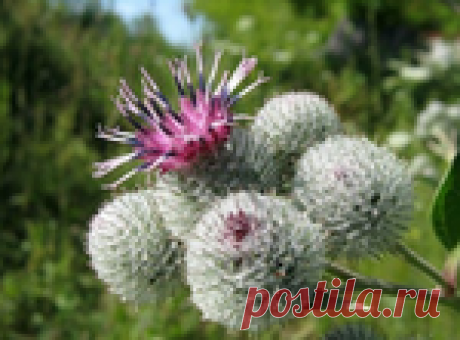 3 сорняка, которые помогают восстановить хрящи и кости