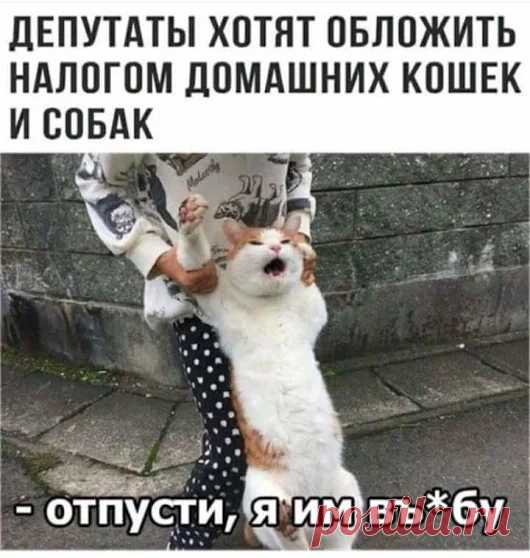Коты и кошечки - Google+