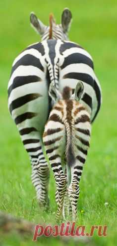 Animal pictures of the week: 18 June 2010 | Мама, Полоски и Сафари