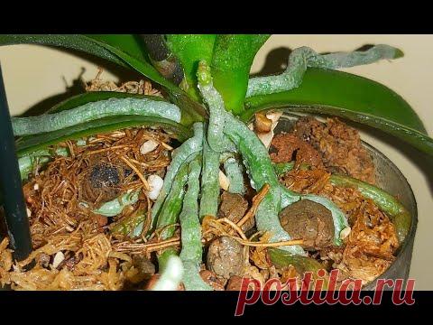 ОПРЫСКАЙ и ПОЛЕЙ Этим КОРНИ ВЗОРВУТ ГОРШОК ОРХИДЕИ ОЖИВУТ и пышно зацветут - YouTube