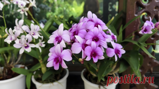 Как ухаживать за орхидеями осенью | undefined (undefined)