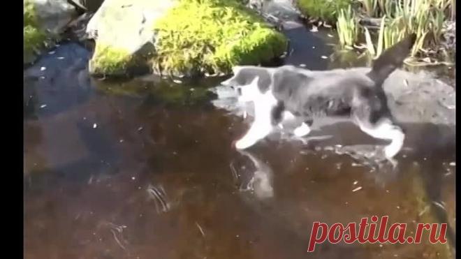 С котами не заскучаешь