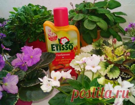 Как заставить фиалку цвести "шапочкой" круглый год? | Цветок в доме | Дзен