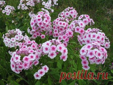 ШИКАРНОЕ ЦВЕТЕНИЕ ФЛОКСОВ МНОГОЛЕТНИХ 

Многолетние флоксы выращивают повсеместно за их обильное и продолжительное цветение, приятный аромат и необычайно яркую окраску цветков. На высоком стебле может быть расположено несколько крупных шаровидных и других форм цветков чистых или пестрых тонов, белоснежного, красного, малинового, сиреневого цвета. Флоксы любят за нежный аромат шмели, бабочки и пчелы. 

Благодаря высоким прямостоячим стеблям и яркой окраске цветов флокс нахо...