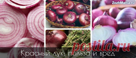 Красный лук: уникально полезный и изысканный | ЗожМания | Яндекс Дзен