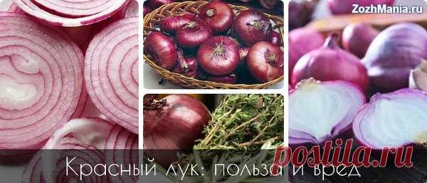 Красный лук: уникально полезный и изысканный | ЗожМания | Яндекс Дзен