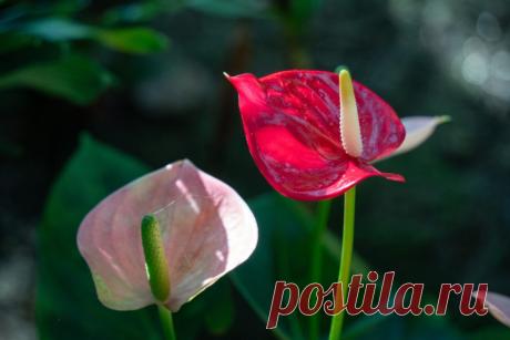 Самые красивые сорта и виды антуриума | undefined (undefined)