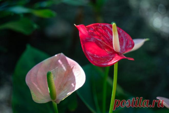 Самые красивые сорта и виды антуриума | undefined (undefined)