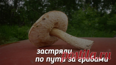 За грибами | Дневник рыбака | Яндекс Дзен