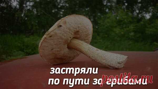 За грибами | Дневник рыбака | Яндекс Дзен
