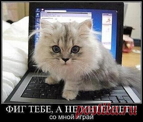 Четвероногий юмор