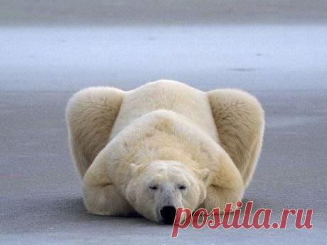 Белый медведь дремлет на льду