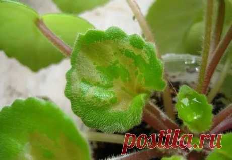 Что делать, если завелись трипсы на фиалках - Цветочки - медиаплатформа МирТесен