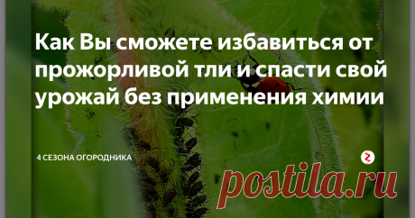 Как Вы сможете избавиться от прожорливой тли и  спасти свой урожай без применения химии Колонии этих маленьких насекомых способны оккупировать сад и огород, лишая растения жизненных соков.
По правилам использования инсектицидов обработку культурных растений завершают как минимум за три или четыре недели до сбора плодов. Войны против тли можно продолжить после того, как собрали урожай.
Комплекс профилактических мер против тли
Важно помнить о профилактике, зачастую предотвратить проще,