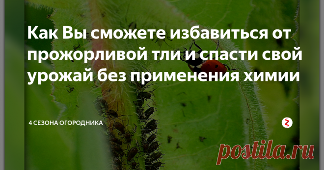 Как Вы сможете избавиться от прожорливой тли и  спасти свой урожай без применения химии Колонии этих маленьких насекомых способны оккупировать сад и огород, лишая растения жизненных соков.
По правилам использования инсектицидов обработку культурных растений завершают как минимум за три или четыре недели до сбора плодов. Войны против тли можно продолжить после того, как собрали урожай.
Комплекс профилактических мер против тли
Важно помнить о профилактике, зачастую предотвратить проще,