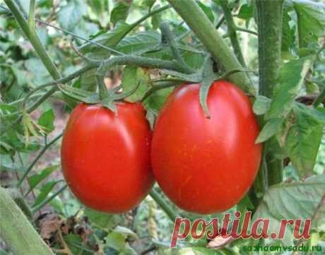 Как вырастить вкусные помидоры | Азбука садовода