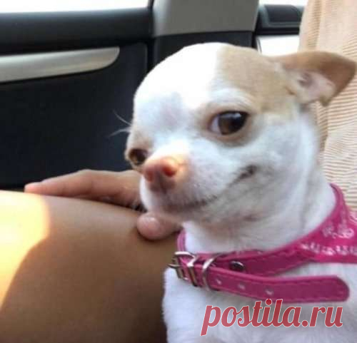 Очаровательные и забавные собаки, которые вызовут вашу улыбку (19 фото) . Тут забавно !!!