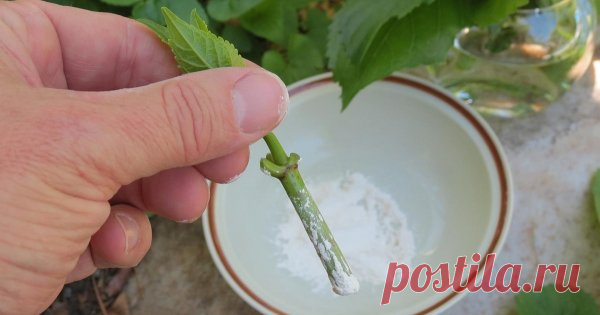 Летнее размножение декоративных растений зелеными черенками Рассказываем, какие кустарники, деревья и многолетние растения размножают зелеными черенками, как укоренить стеблевой черенок и высадить его в грунт.