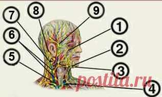 (+1) - При этом массаже, лицо разглаживается уже после первых сеансов! | КРАСОТА И ЗДОРОВЬЕ