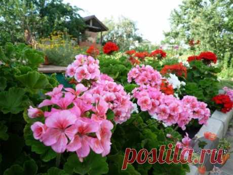 Маленькая горсточка советов садоводам - огородникам. 
 
1. Соседство картофеля и яблони не приведет ни к чему хорошему. Это поспособствует накоплению токсинов в почве, от чего в первую очередь пострадают яблони. 
 
2. Также не желательно соседство груши и яблони с розой, пихтой, сиренью, белой акацией и барбарисом, поскольку эти растения могут подавлять рост плодовых деревьев. https://ogorodko.ru/category/tsvety-i-klumby 
 
3. Вреден растениям частый и поверхностный полив. Влажная поверхность зем