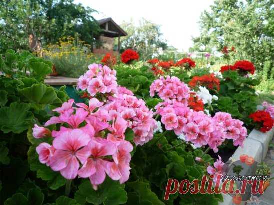 Маленькая горсточка советов садоводам - огородникам. 
 
1. Соседство картофеля и яблони не приведет ни к чему хорошему. Это поспособствует накоплению токсинов в почве, от чего в первую очередь пострадают яблони. 
 
2. Также не желательно соседство груши и яблони с розой, пихтой, сиренью, белой акацией и барбарисом, поскольку эти растения могут подавлять рост плодовых деревьев. http://ogorodko.ru/category/tsvety-i-klumby 
 
3. Вреден растениям частый и поверхностный полив. Влажная поверхность зем