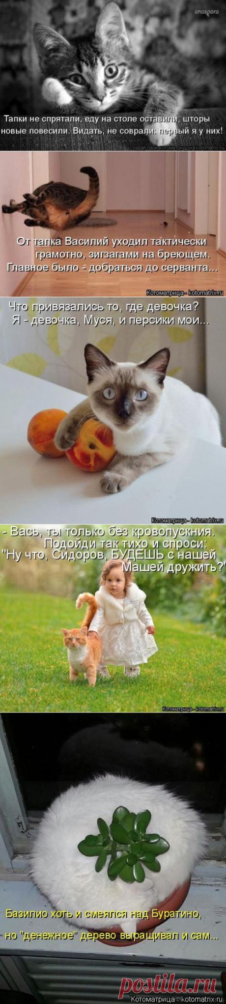 Котоматрицы