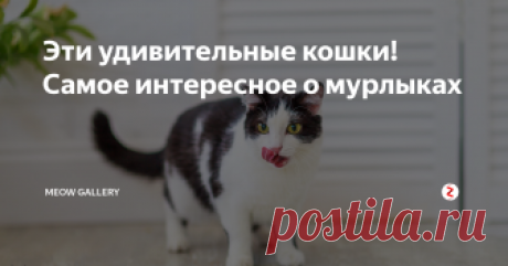 Эти удивительные кошки! Самое интересное о мурлыках В средние века Европу поразила эпидемия чумы. Одной из причин распространения болезни было массовое истребление кошачьего племени и, как следствие, увеличение популяции крыс — разносчиков чумы.
В Британии кошки охраняют продовольственные склады, за что получают плату в виде корма, а также спустя несколько лет выходят на «пенсию». Один пушистый сторож ежегодно спасает около десять тон зерна.
Коты п